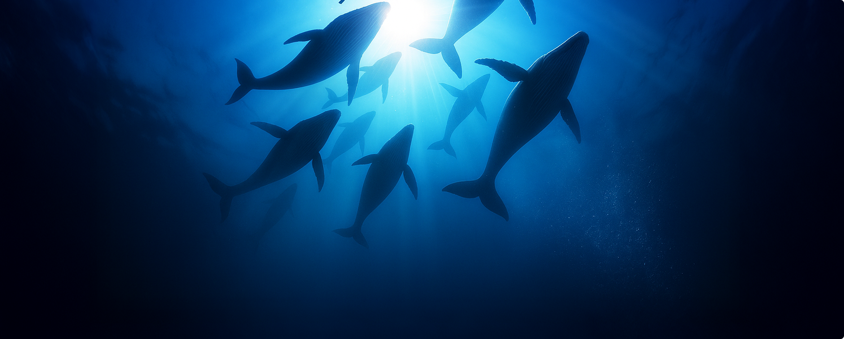 Group of whales swimming upward toward sunlight filtering through deep blue ocean water.